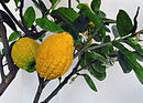 أترج Citrus medica