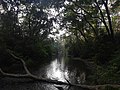 Miniatuur voor Bestand:Chisapani Devisthan Temple Kuchkuche Jungle Sauraha Chitwan Nepal Rajesh Dhungana (3).jpg