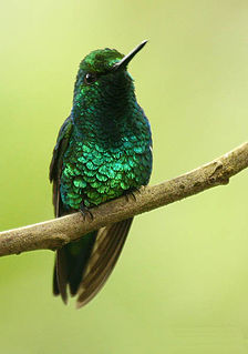 <span class="mw-page-title-main">Western emerald</span> Species of hummingbird