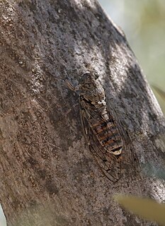 <i>Cicada barbara lusitanica</i>