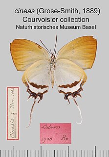 <i>Drupadia cineas</i> Species of butterfly