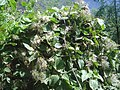 Clematis mauritiana (Liane mahabit, liane marabit, liane arabique : plante endémique des Mascareignes)