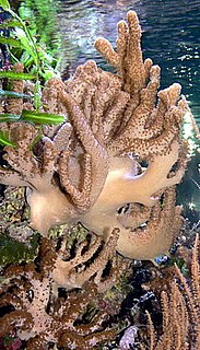 Alcyonacea Order of octocorals that do not produce massive calcium carbonate skeletons