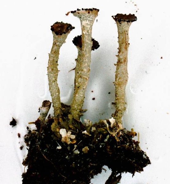 File:Cladonia gracilis-1.jpg