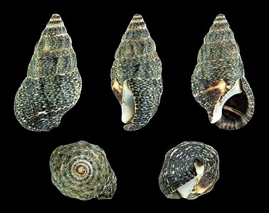 Clypeomorus irrorata (Dark form)
