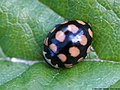 Coccinula quatuordecimpustulata (Linnaeus, 1758)