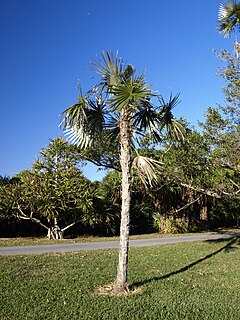 <i>Coccothrinax salvatoris</i>