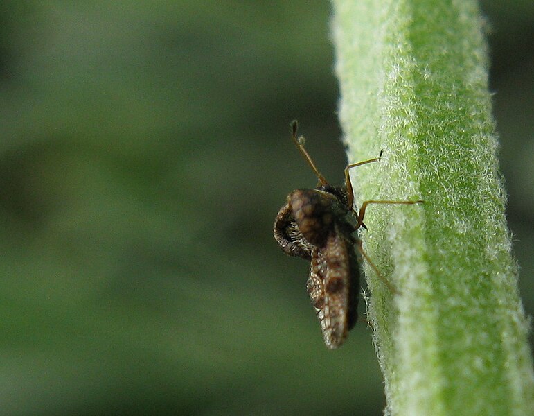 File:Cochlochila species Lace bug 8677s South Africa.jpg