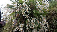 Phalee.jpg şirketinde Coelogyne flaccida