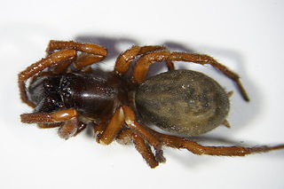 <i>Coelotes</i> Genus of spiders