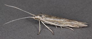 <i>Coleophora virgaureae</i> Species of moth