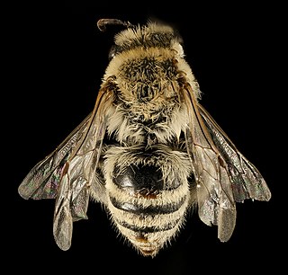 <i>Colletes phaceliae</i> Species of bee