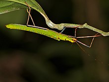 Calvisia punctulata female Colorful Stick Insect (Calvisia punctulata) female (15293048817).jpg