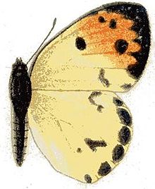 Colotis incretus f.JPG