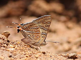 <i>Cigaritis ictis</i> Species of butterfly