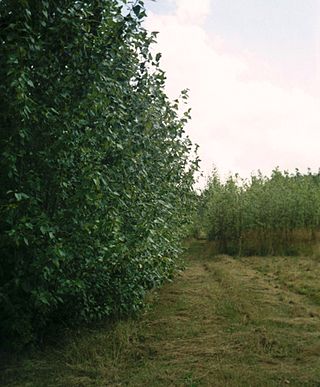 <span class="mw-page-title-main">Short rotation coppice</span> Coppice grown as an energy crop