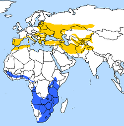 Razširjenost po svetu (oranžno obarvana področja predstavljajo celoletno domovanje, modra pa zimsko domovanje)