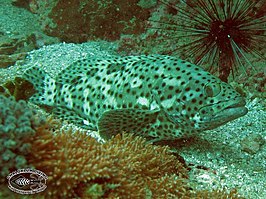 Epinephelus corallicola