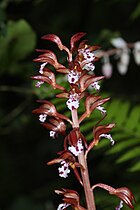 Corallorhiza maculata