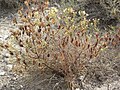 Thumbnail for Cordylanthus ramosus