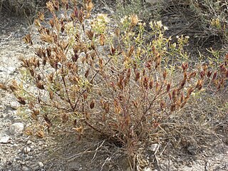 <i>Cordylanthus ramosus</i> Species of flowering plant