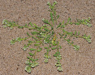 <i>Corrigiola</i> Genus of Caryophyllaceae plants