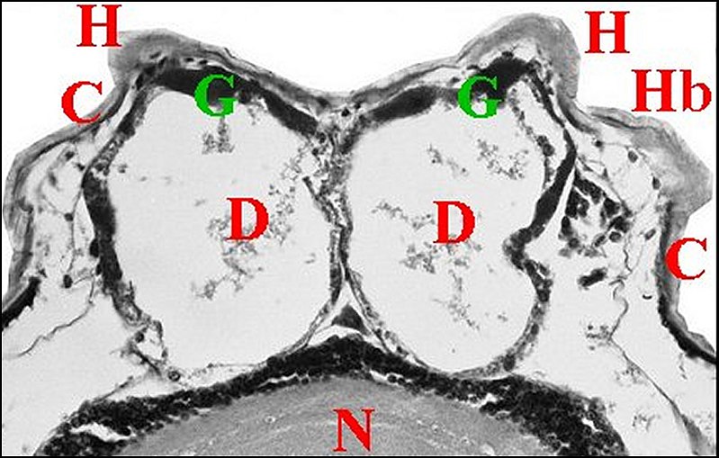 File:Coupe histologique transversale d'un prosome de Mastophora cornigera immature.jpg