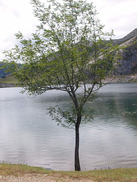 File:Covadonga - Lago Enol 03.jpg