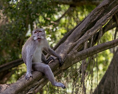 Crab-eating macaque (Macaca fascicularis), Monkey Forest Ubud Ubuan Bali