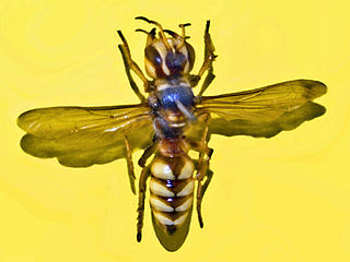 <i>Cerceris tuberculata</i> Species of wasp