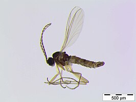 Cratyna nobilis