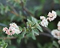 Creambush, pinkish flowers close