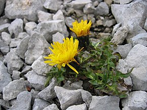 Beskrivelse af billedet Crepis terglouensis.jpg.