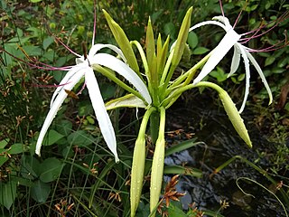 <i>Crinum viviparum</i> Species of flowering plant