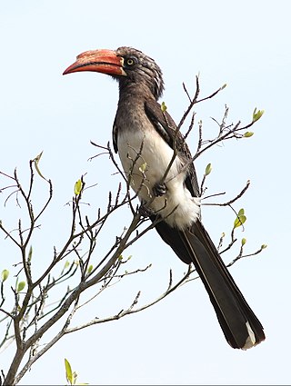 <span class="mw-page-title-main">Crowned hornbill</span> Species of bird