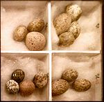 Cuckoo Eggs Mimicking Reed Warbler Eggs.JPG