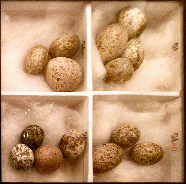 File:Cuckoo Eggs Mimicking Reed Warbler Eggs.JPG