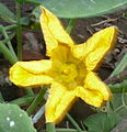 Prefoliación involuta en pétalos de Cucurbita. Flor durante su apertura.