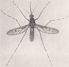 Mosquitoes are generally considered annoying and some species transmit diseases, thus leading to a variety of human efforts to eradicate or reduce their presence. Culiseta annulata from Marshall 1938.jpg