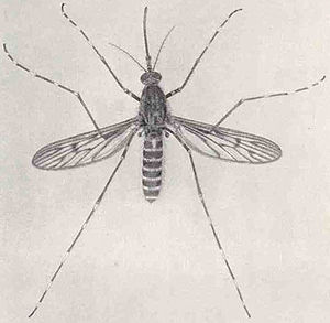 Culiseta annulata from Marshall 1938.jpg