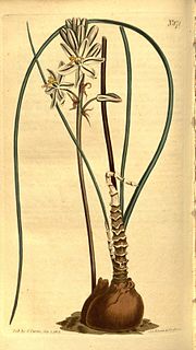 <i>Drimia exuviata</i> Species of flowering plant