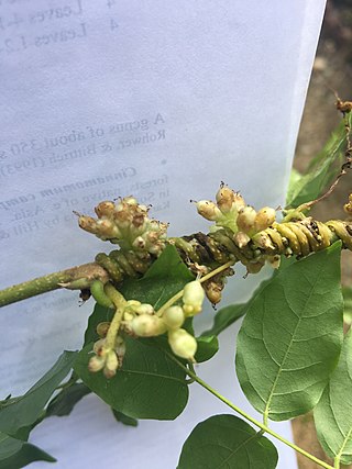 <i>Cuscuta compacta</i> Species of flowering plant