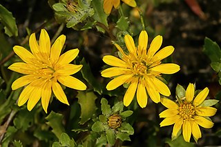 <i>Cuspidia</i> Genus of flowering plants