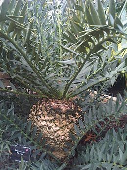 Encephalartos horridus az angliai Kew Gardens-ban