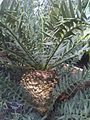 Encephalartos horridus