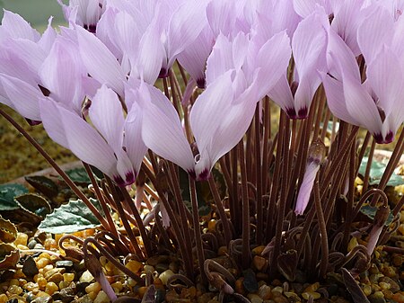 Cyclamen_mirabile