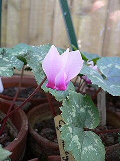 <i>Cyclamen rohlfsianum</i> Species of flowering plant in the family Primulaceae