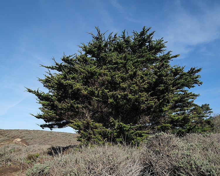 File:Cypress Tree, Point Lobos State Natural Reserve 1 18 19 (46785268762).jpg
