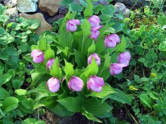 orhidee (Cypripedium macranthos)