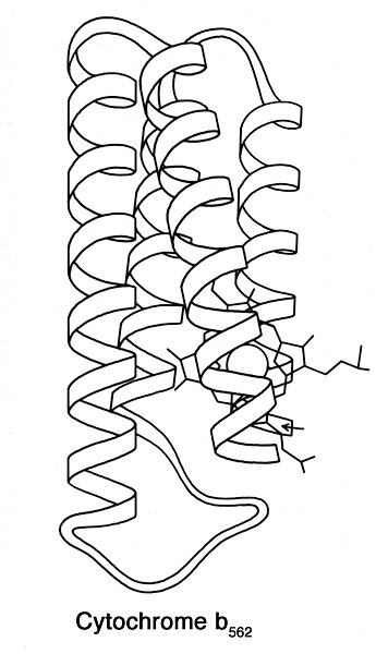 File:Cytochrome b562 ribbon BW.jpg